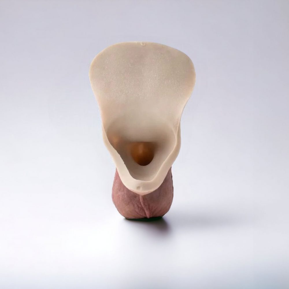 Packer Trans : La prothèse pénis adaptée à votre transition FTM